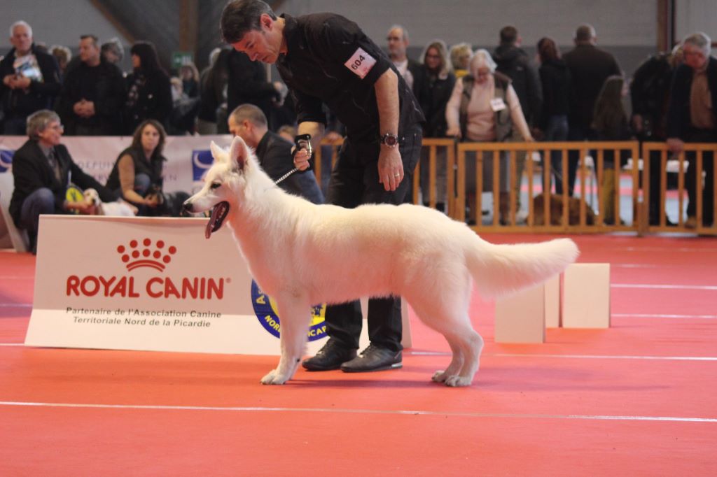Obi wan kenobi Du Moulin De Beuvry - 1er Exc Meilleur Jeune mâle