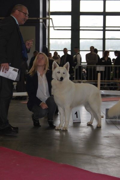 CH. Hatchi Du Moulin De Beuvry - RCACS RCACIB