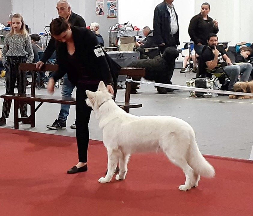 CH. Nice white nova Du Moulin De Beuvry - 2ème Exc