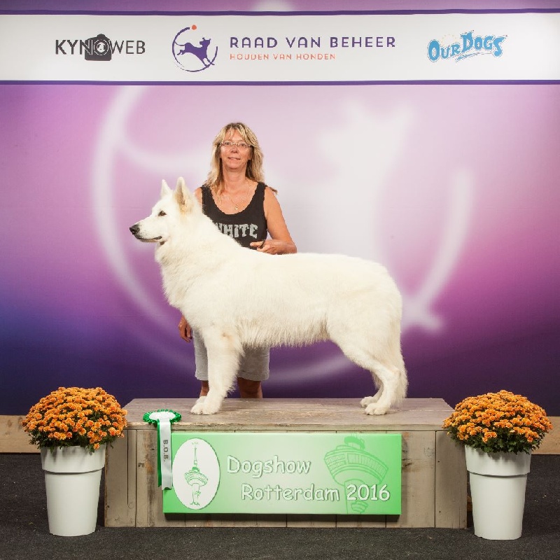 CH. Hatchi Du Moulin De Beuvry - 1er Exc CACS CACIB et BOB