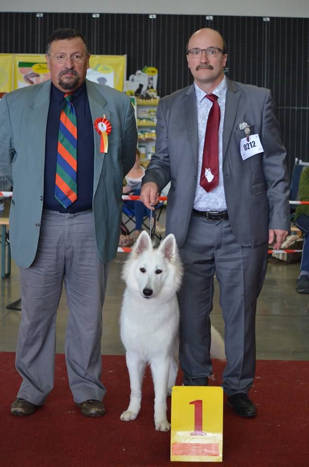 CH. Nice white nova Du Moulin De Beuvry - 1er Très Prometteur Meilleur Puppy Femelle