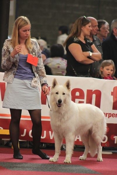 CH. Hatchi Du Moulin De Beuvry - CACS CACIB BOB