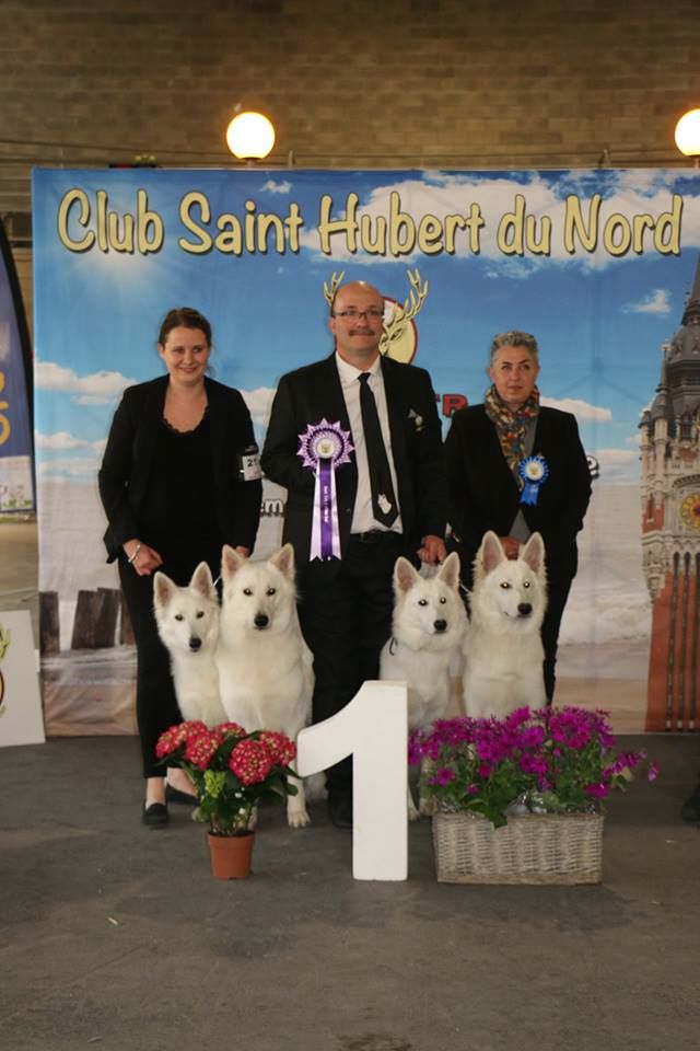 CH. Nice white nova Du Moulin De Beuvry - 1er Exc CAC