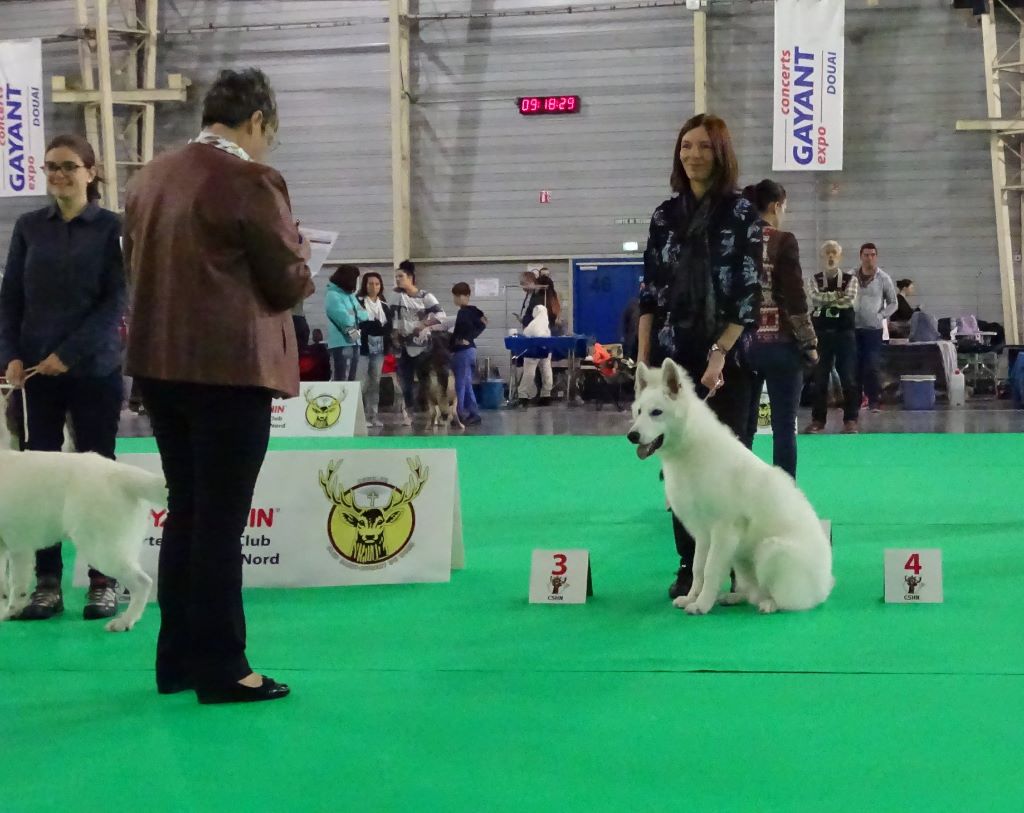 Obi wan kenobi Du Moulin De Beuvry - 3ème Prometteur