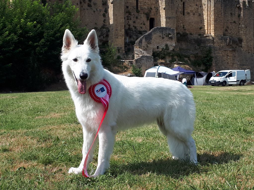 CH. Nice white nova Du Moulin De Beuvry - CACS BOB Meilleur de race