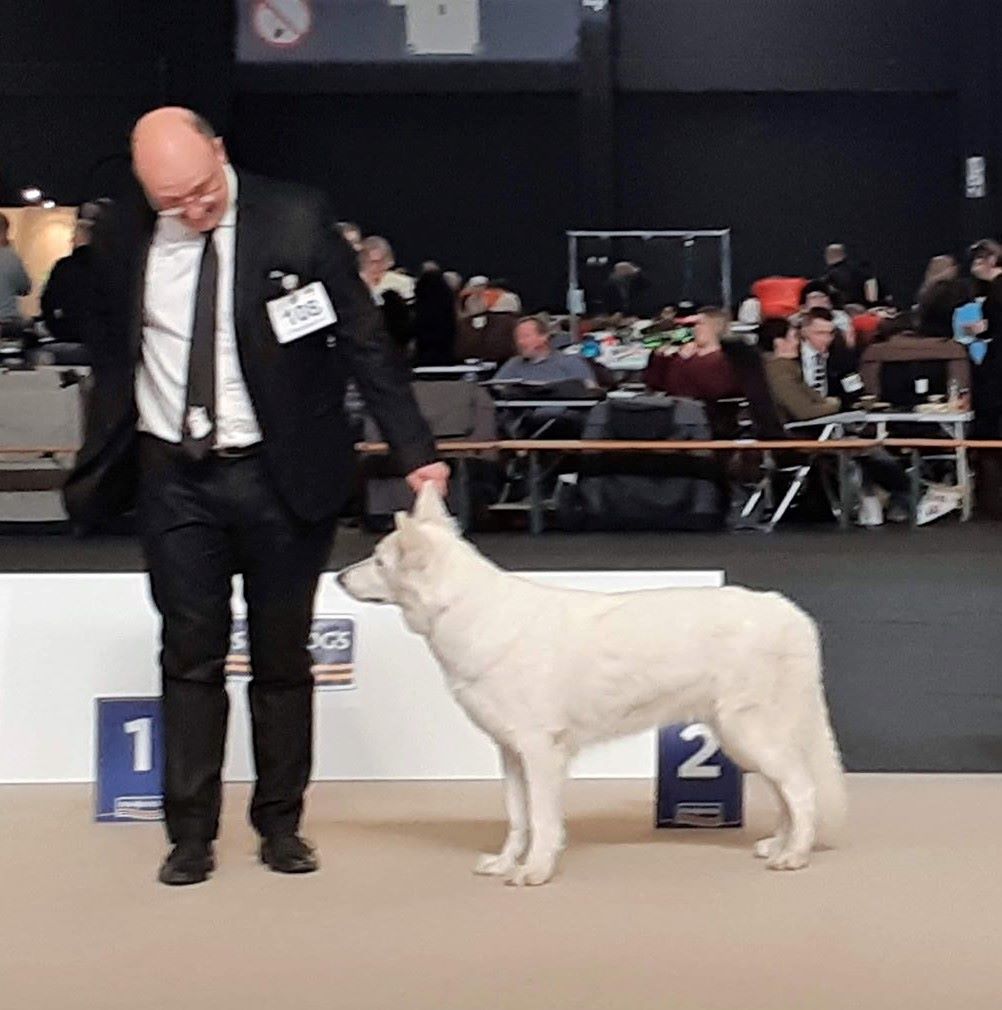 CH. Nice white nova Du Moulin De Beuvry - 1er Exc RCAC RCACIB