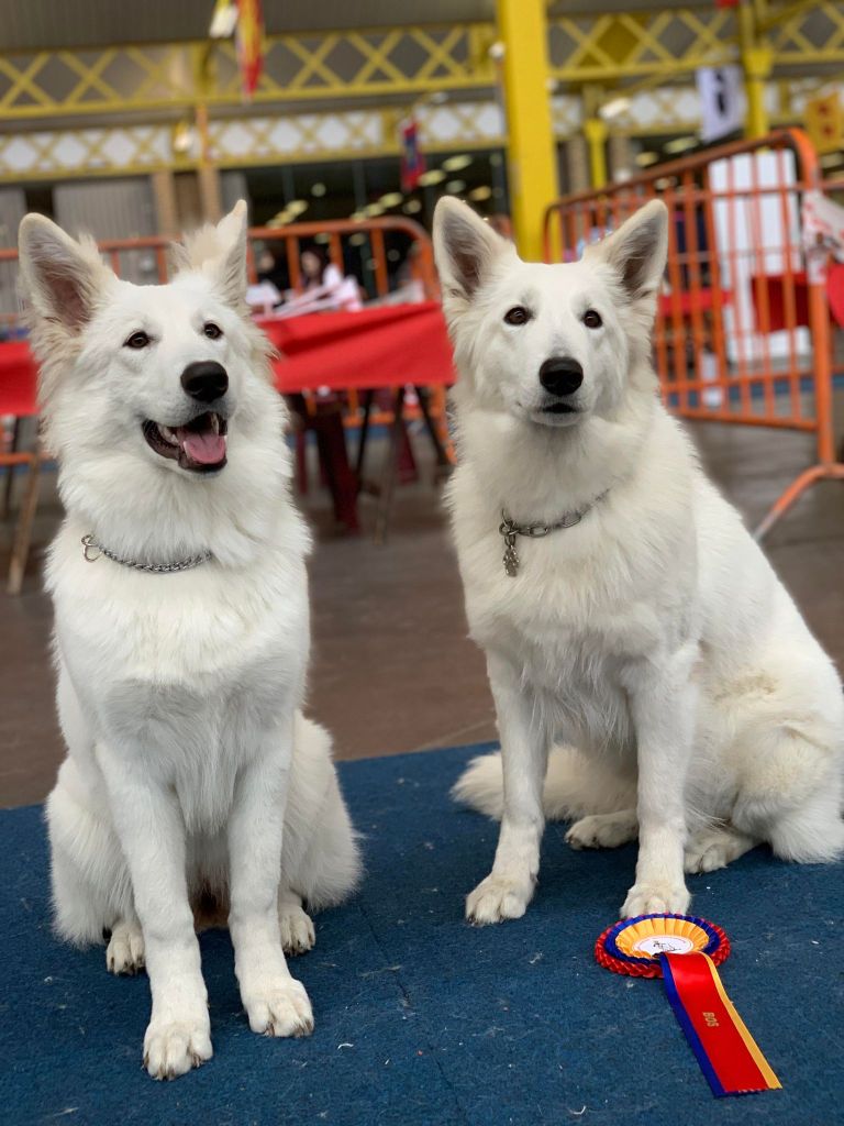 Topaz the precious stone Du Moulin De Beuvry - 1er Très Prometteur Meilleur Puppy