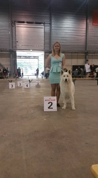 CH. Hatchi Du Moulin De Beuvry - 2ème Exc classe Champion RCACS RCACIB