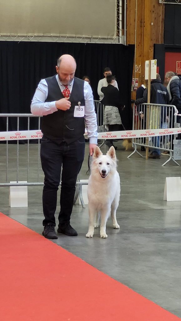 Topaz the precious stone Du Moulin De Beuvry - 1er Exc CACS et BOS