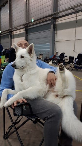 CH. Nice white nova Du Moulin De Beuvry - 2ème Exc