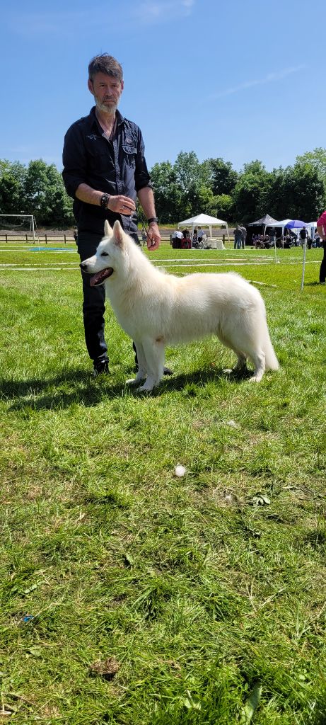 Obi wan kenobi Du Moulin De Beuvry - 1er Exc CACS BOS