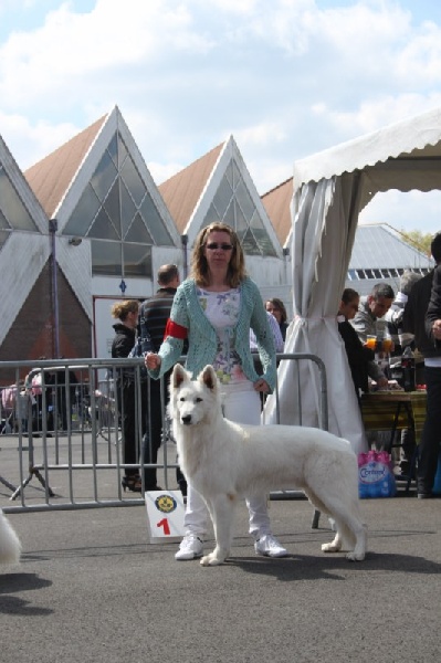 CH. Hatchi Du Moulin De Beuvry - 1er EXCELLENT