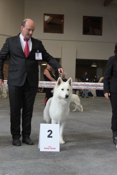 CH. Hatchi Du Moulin De Beuvry - 2ème Excellent Classe ouverte