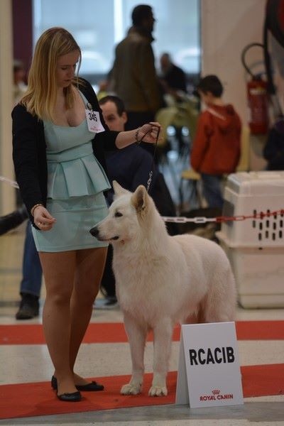 CH. Hatchi Du Moulin De Beuvry - CACS/RCACIB