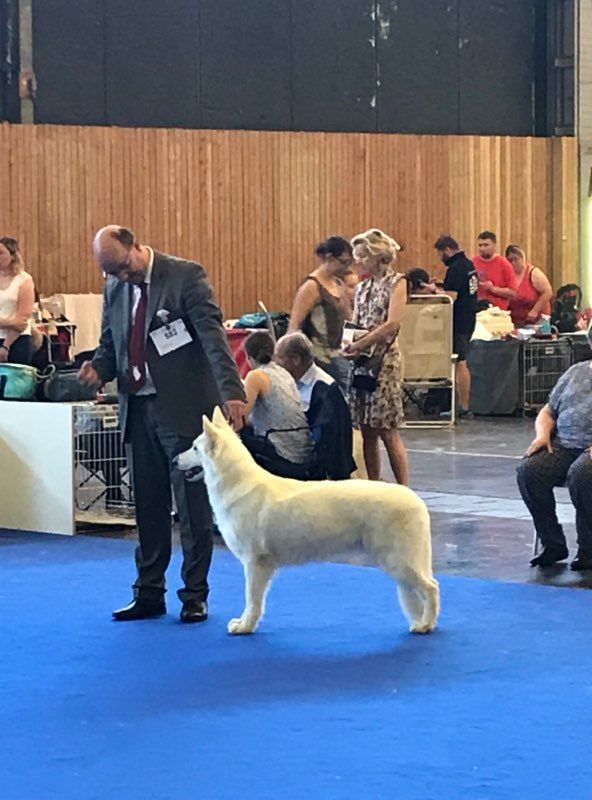 CH. Nice white nova Du Moulin De Beuvry - Excellent