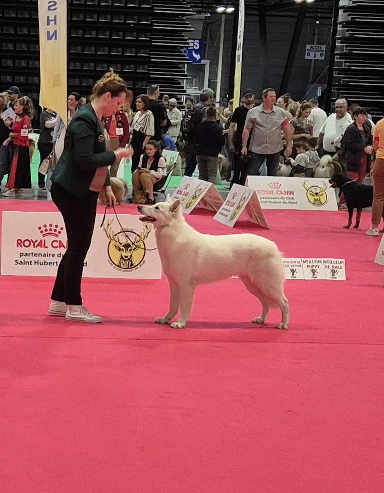 U're the only one jade Of Farah's Pearls - 1er Exc CACIB Jeune Meilleur Jeune