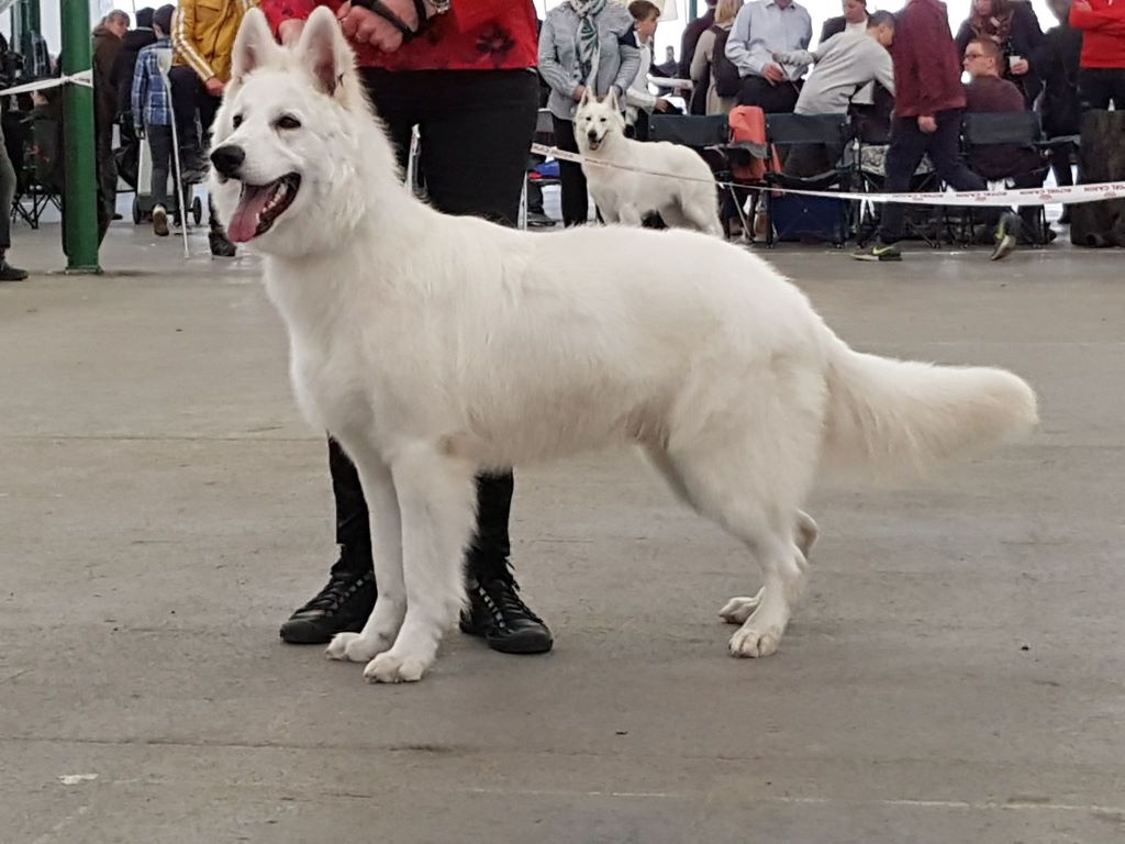 Obi wan kenobi Du Moulin De Beuvry - 1er Exc Meilleur Jeune mâle