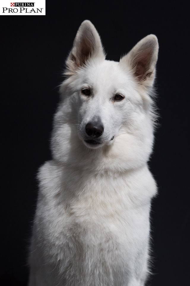 CH. Nice white nova Du Moulin De Beuvry - Excellent