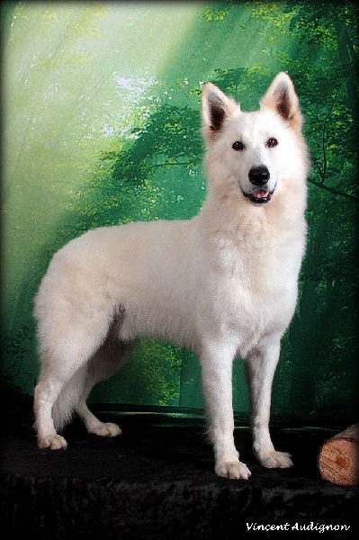 CH. Hatchi Du Moulin De Beuvry - très bon