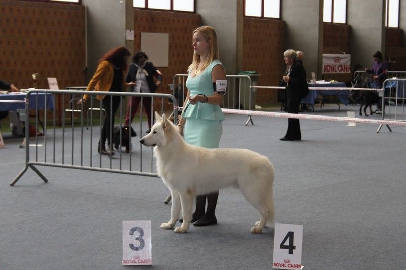 CH. Hatchi Du Moulin De Beuvry - CACS 1er EXC + BOB