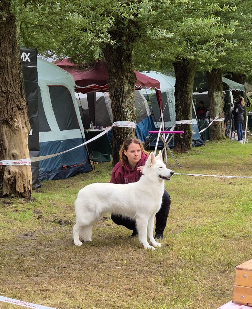 Topaz the precious stone Du Moulin De Beuvry - 1er Exc CACS