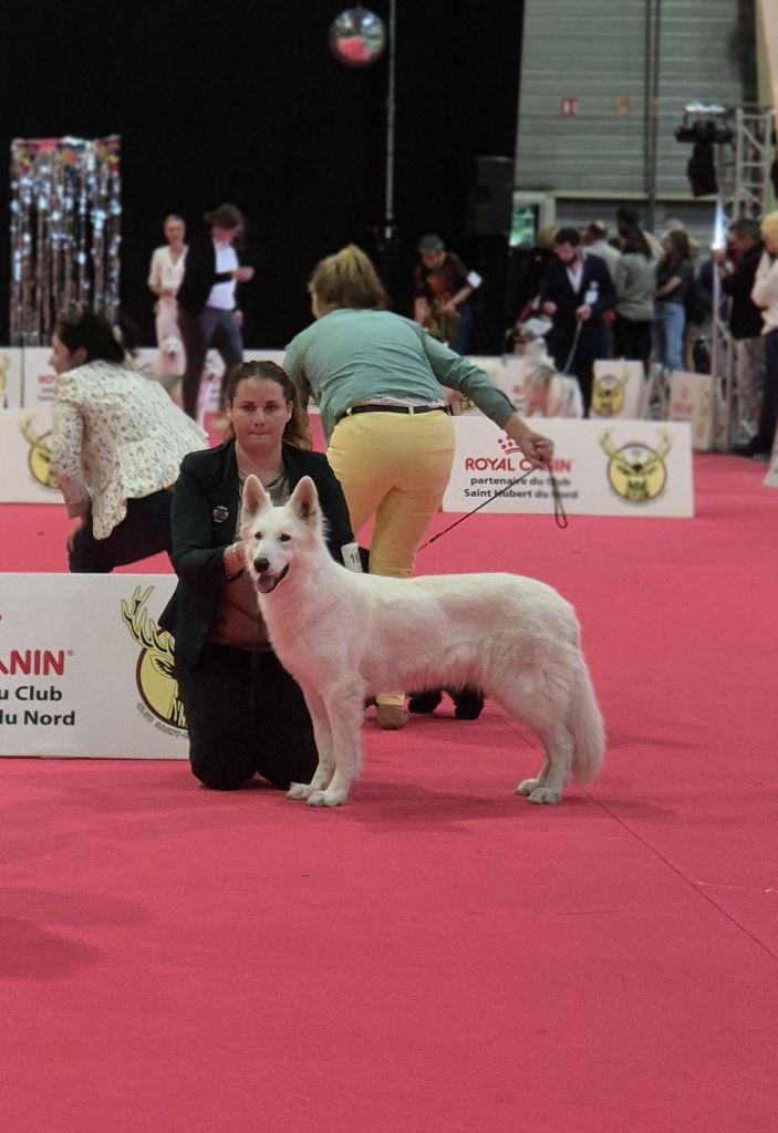 Topaz the precious stone Du Moulin De Beuvry - 2ème TB