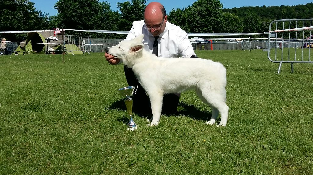 CH. Nice white nova Du Moulin De Beuvry - 1er Très Prometteur Meilleur Baby et 3ème BOG Baby