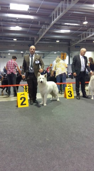 CH. Hatchi Du Moulin De Beuvry - 2ème Excellent RCACL & RCACIB