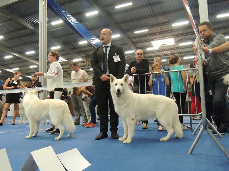 CH. Hatchi Du Moulin De Beuvry - 2ème EXC classe ouverte RCACS