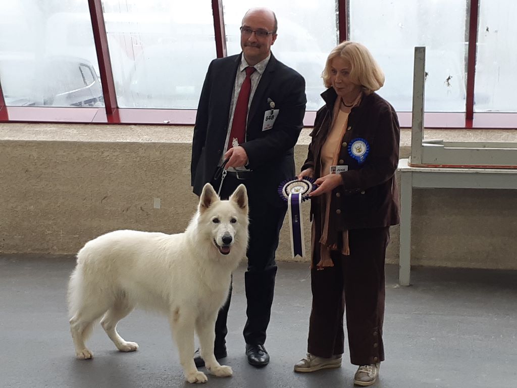 CH. Hatchi Du Moulin De Beuvry - 1er Exc BOB 2ème BOG1