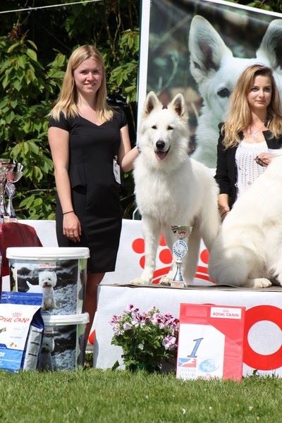 CH. Hatchi Du Moulin De Beuvry - 1er Excellent classe ouverte mâle