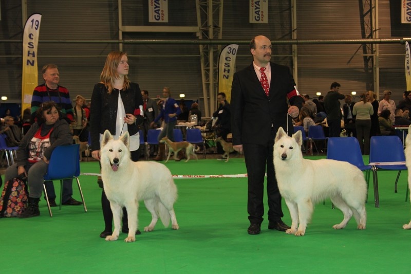 CH. Hatchi Du Moulin De Beuvry - 1er EXC + RCACS + RCACIB