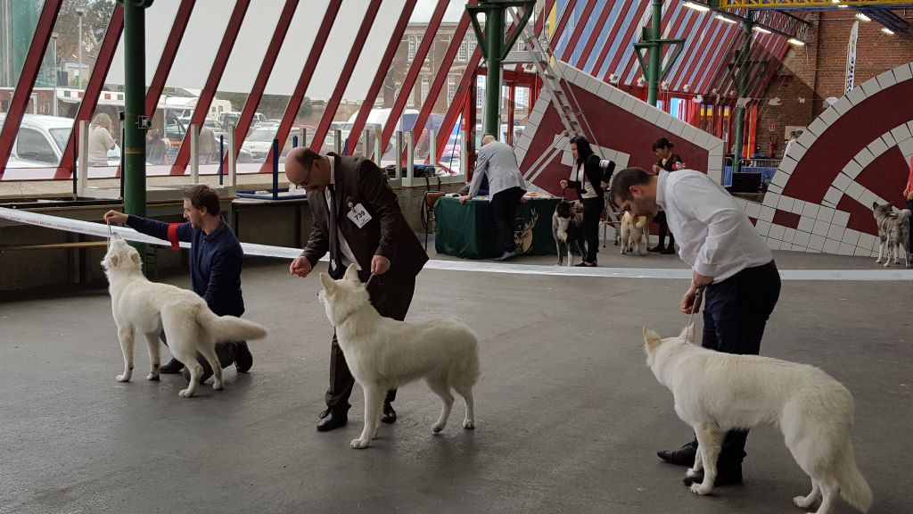 CH. Nice white nova Du Moulin De Beuvry - 1er Excellent Meilleur Jeune