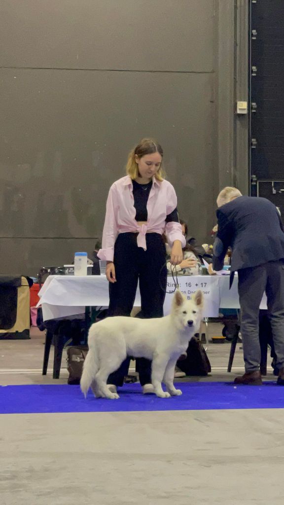 Topaz the precious stone Du Moulin De Beuvry - 2ème Prometteur
