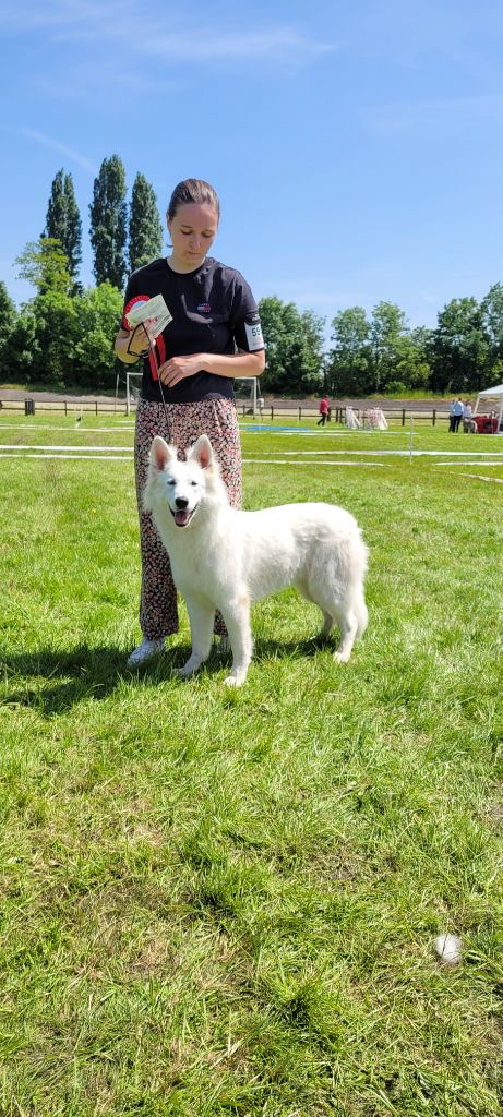 Topaz the precious stone Du Moulin De Beuvry - 1er Exc Meilleur Jeune