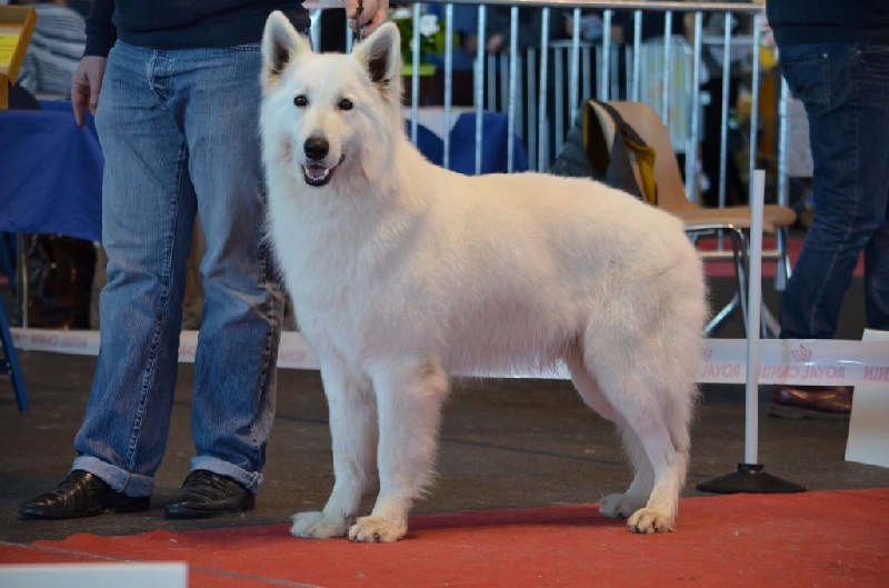 CH. Hatchi Du Moulin De Beuvry - 2ème Excellent en classe Champion