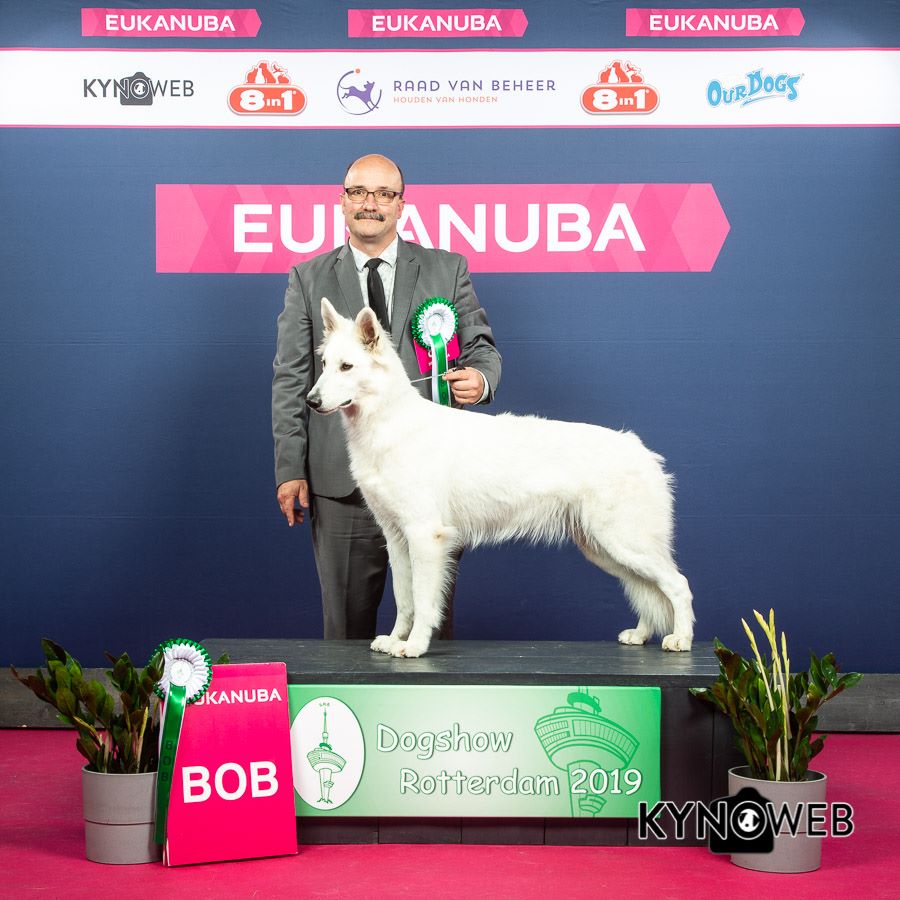 CH. Nice white nova Du Moulin De Beuvry - 1er exc CAC CACIB et BOB
