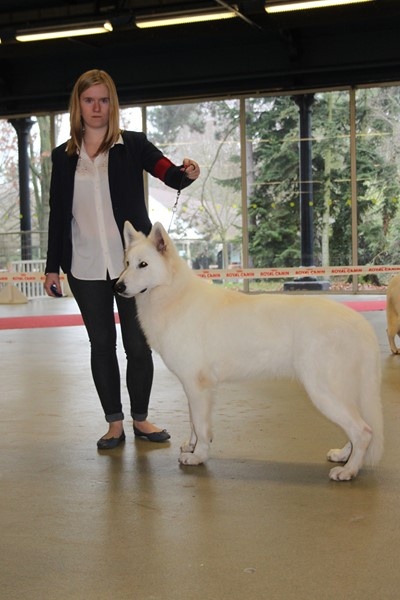 CH. Hatchi Du Moulin De Beuvry - 1ER EXCELLENT