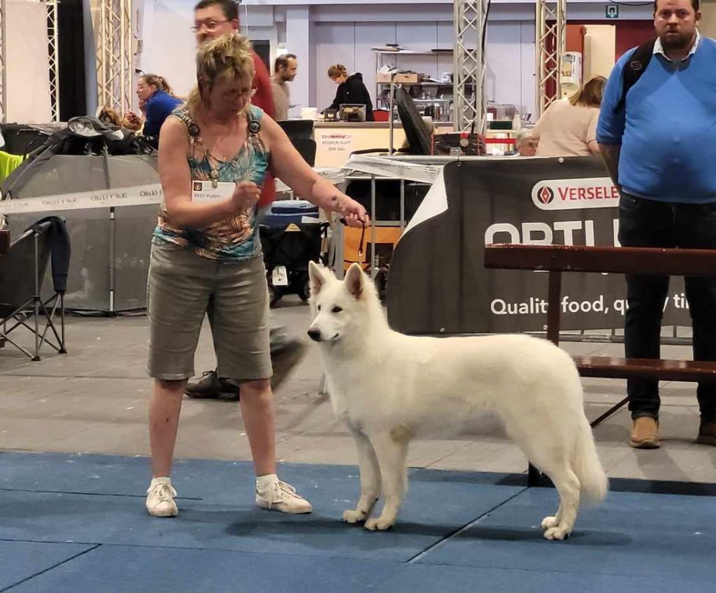 U're the only one jade Of Farah's Pearls - 1er Très Prometteur Meilleur Puppy