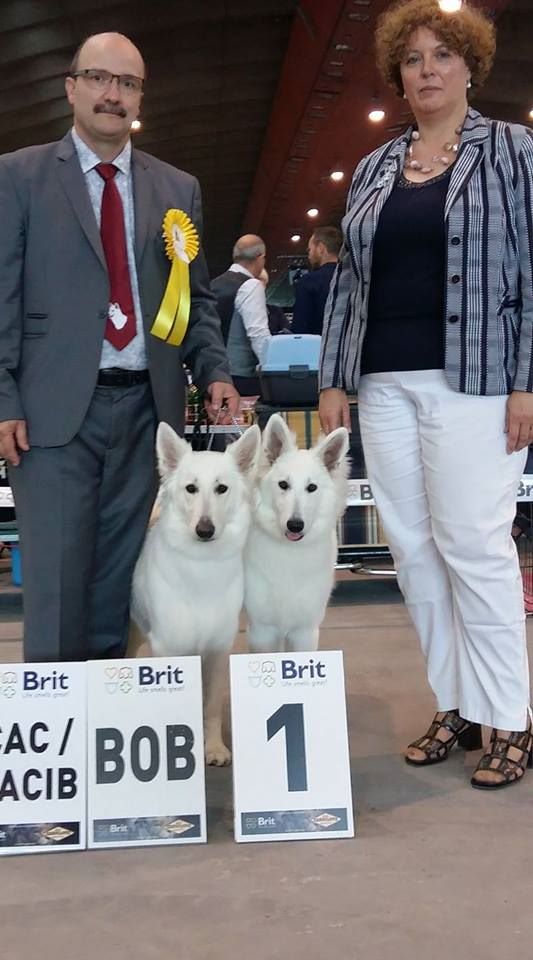 CH. Nice white nova Du Moulin De Beuvry - 1er Très Prometteur Meilleur PUPPY