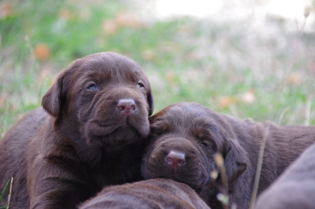 Des Jardins D'eywa - Labrador Retriever - Portée née le 12/08/2018