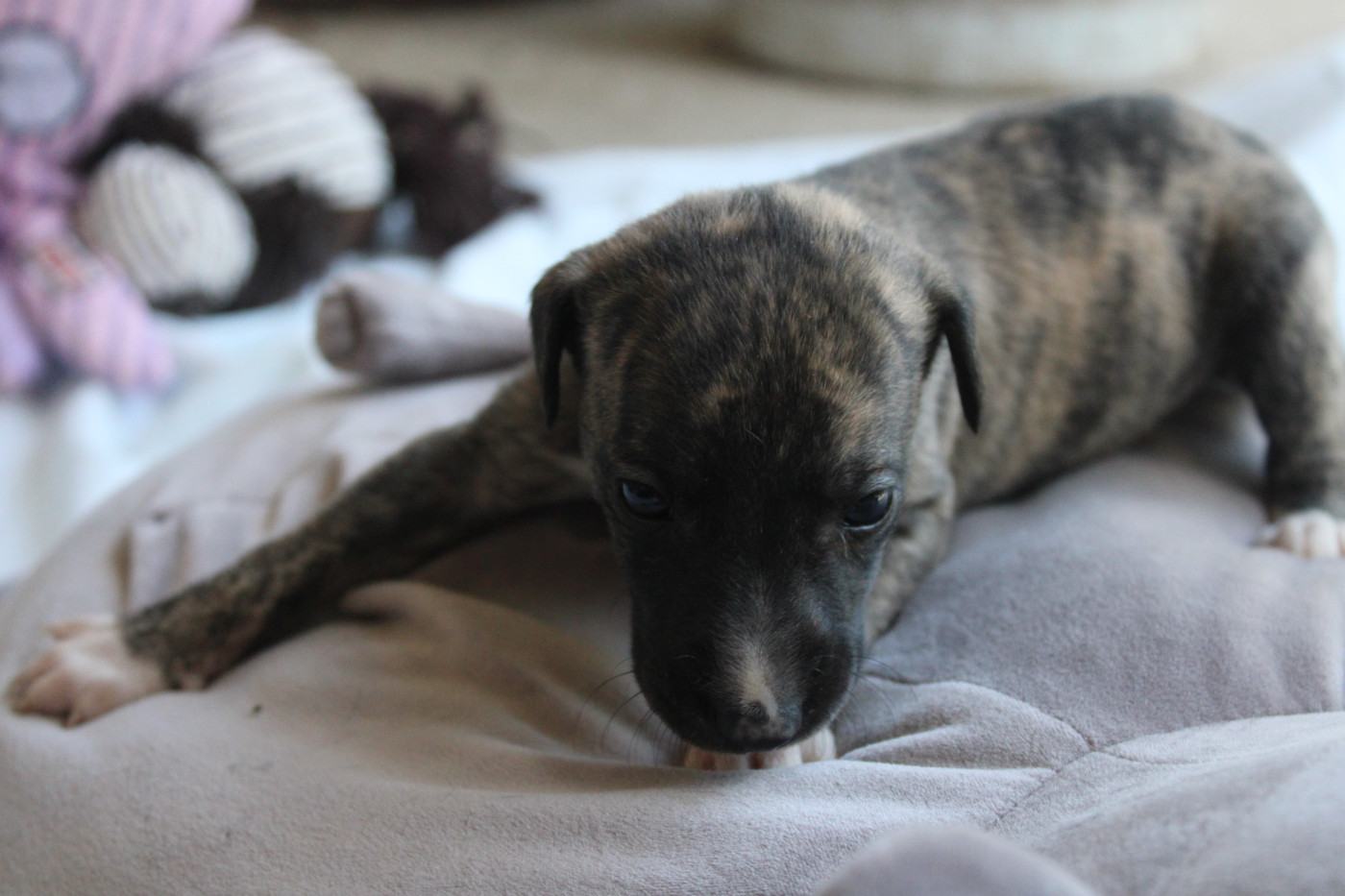 baby 1 - Whippet