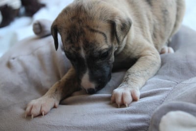 Les chiots de Whippet
