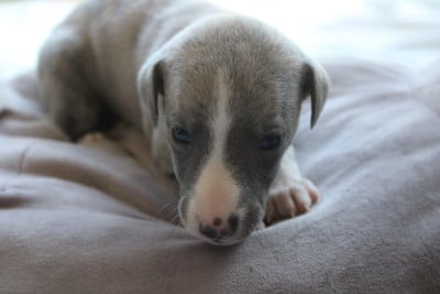 Les chiots de Whippet