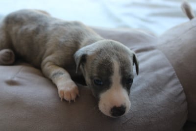 Les chiots de Whippet