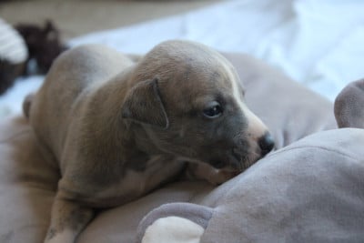 Les chiots de Whippet
