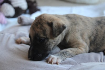 Les chiots de Whippet