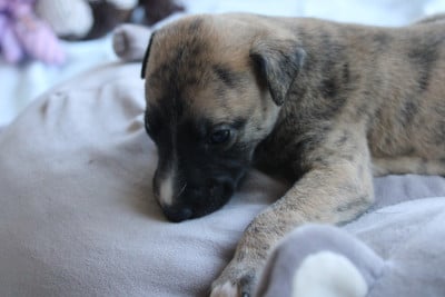 Les chiots de Whippet