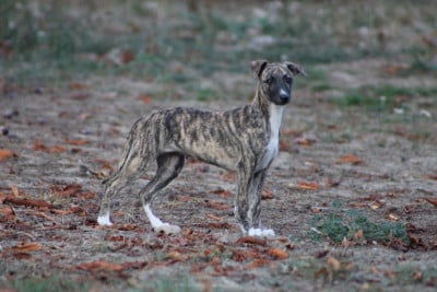 Les chiots de Whippet