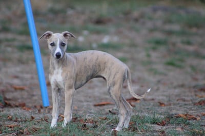 Les chiots de Whippet